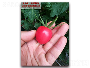 Ǭ��С�۷���-���ѷN��-Ǭ�·N�I(y��)