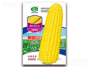 ����603-��Ŵ���׷N��-�β���