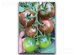 ����-���ѷN��-���S��