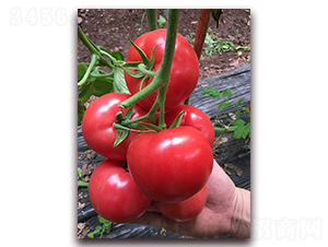 ����-������ѷN��-���S��