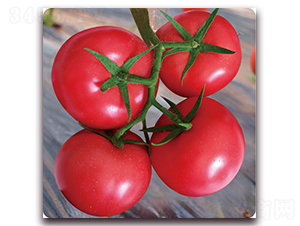 �P�Z-������ѷN��-���S��