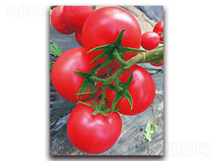 ������̖(h��o)-������ѷN��-���S��