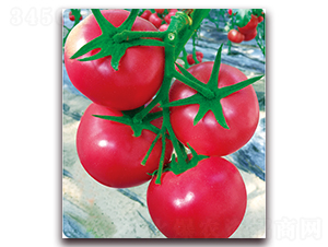 ����һ̖(h��o)-������ѷN��-���S��