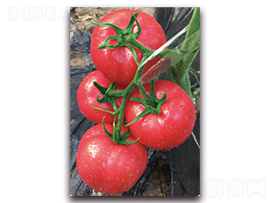 ���۴��Z-������ѷN��-���S��