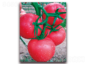 ��ؐ��-������ѷN��-���S��