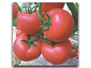 ���Z��̖(h��o)-������ѷN��-���S��