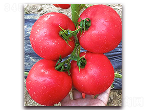 �������Z-������ѷN��-���S��