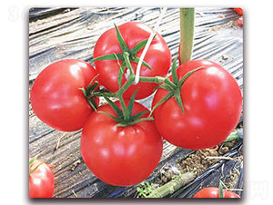 ���Z��̖(h��o)-������ѷN��-���S��