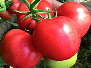 �������Z-������ѷN��-���S��