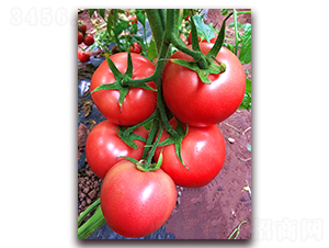 ����6048-������ѷN��-���S��