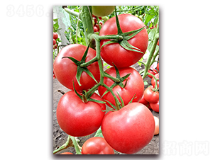 ����٤����-������ѷN��-���S��