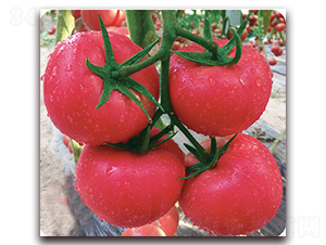 �����z-������ѷN��-���S��