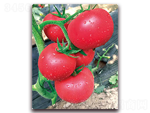 ������̖(h��o)-������ѷN��-���S��