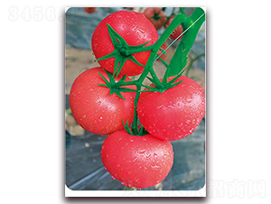 ����1528-������ѷN��-���S��