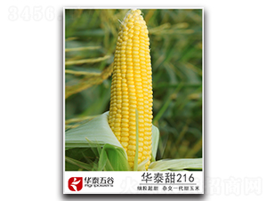 �A̩��216-�����׷N��-�A̩���