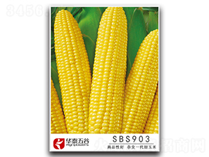 SBS903-�����׷N��-�A̩���