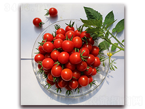 ����53̖(h��o)-���ҷ��ѷN��-���i