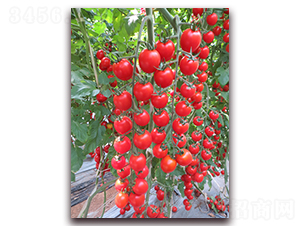 ����151-���ҷ��ѷN��-���i