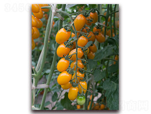 ����С�S��-���ҷ��ѷN��-���i