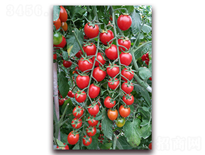 ����t��132-���ҷ��ѷN��-���i