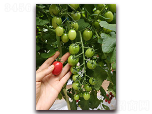 ����75̖(h��o)-���ҷ��ѷN��-���i