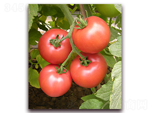 ����M5038-���ѷN��-���i