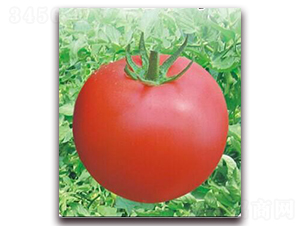 ����10̖-���ѷN��-���i