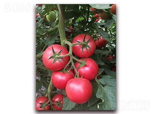 ����1198-���ѷN��-���i