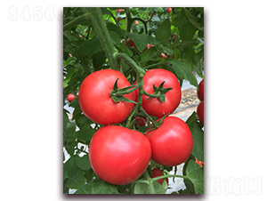 ����1186-���ѷN��-���i