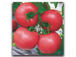 ����ʥ�ȁ�45-���ѷN��-���i