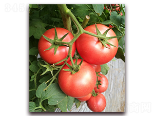 ����152-���ѷN��-���i