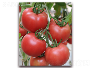 ������ʢ-���ѷN��-���i