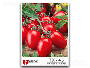 TM745-���ѷN��-�A̩���