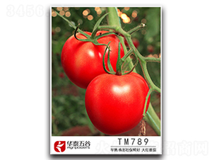 TM789-���ѷN��-�A̩���