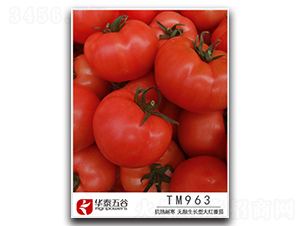 TM963-���ѷN��-�A̩���