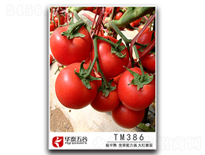 TM386-���ѷN��-�A̩���