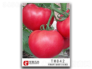 TM842-���ѷN��-�A̩���