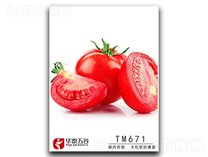 TM671-���ѷN��-�A̩���