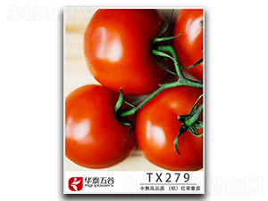 TX279-���ѷN��-�A̩���