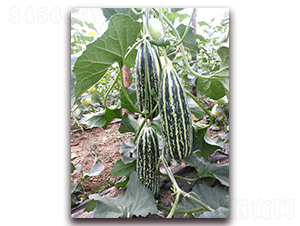 ѩ������-��ϷN��-��(��i)��N�I(y��)