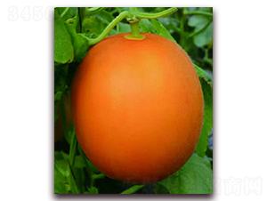 �t��-��ϷN��-��(��i)��N�I(y��)