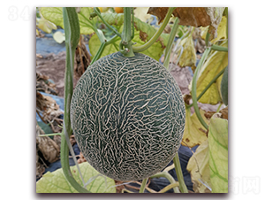 ī��-��ϷN��-��(��i)��N�I(y��)