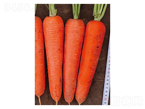 �t��10̖-���}���N��-����