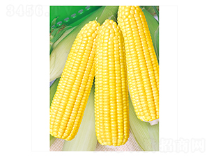 ��������̖-���׷N��-����