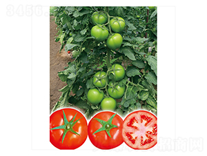 ���o�t555-���ѷN��-����