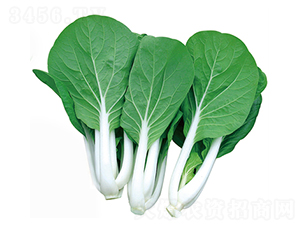 �oϾ���~��-�ײ˷N��-����