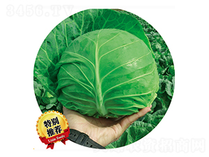 ����285-���{(l��n)�N��-����