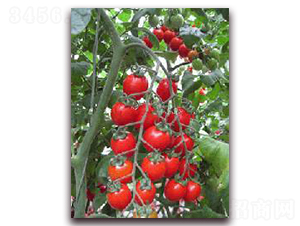 С������-���ѷN��-��˹��