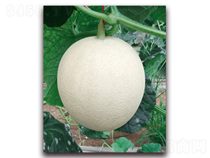 �����ȾW(w��ng)�y���-��ϷN��-��˹��