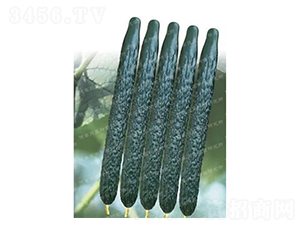 �¸�C57-�S�ϷN��-�¸�